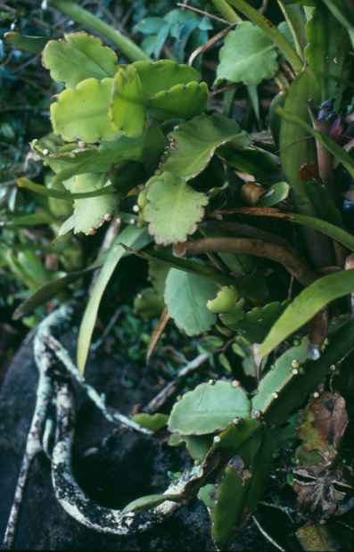 Rhipsalis robusta
aan de oever van het Peri-meer